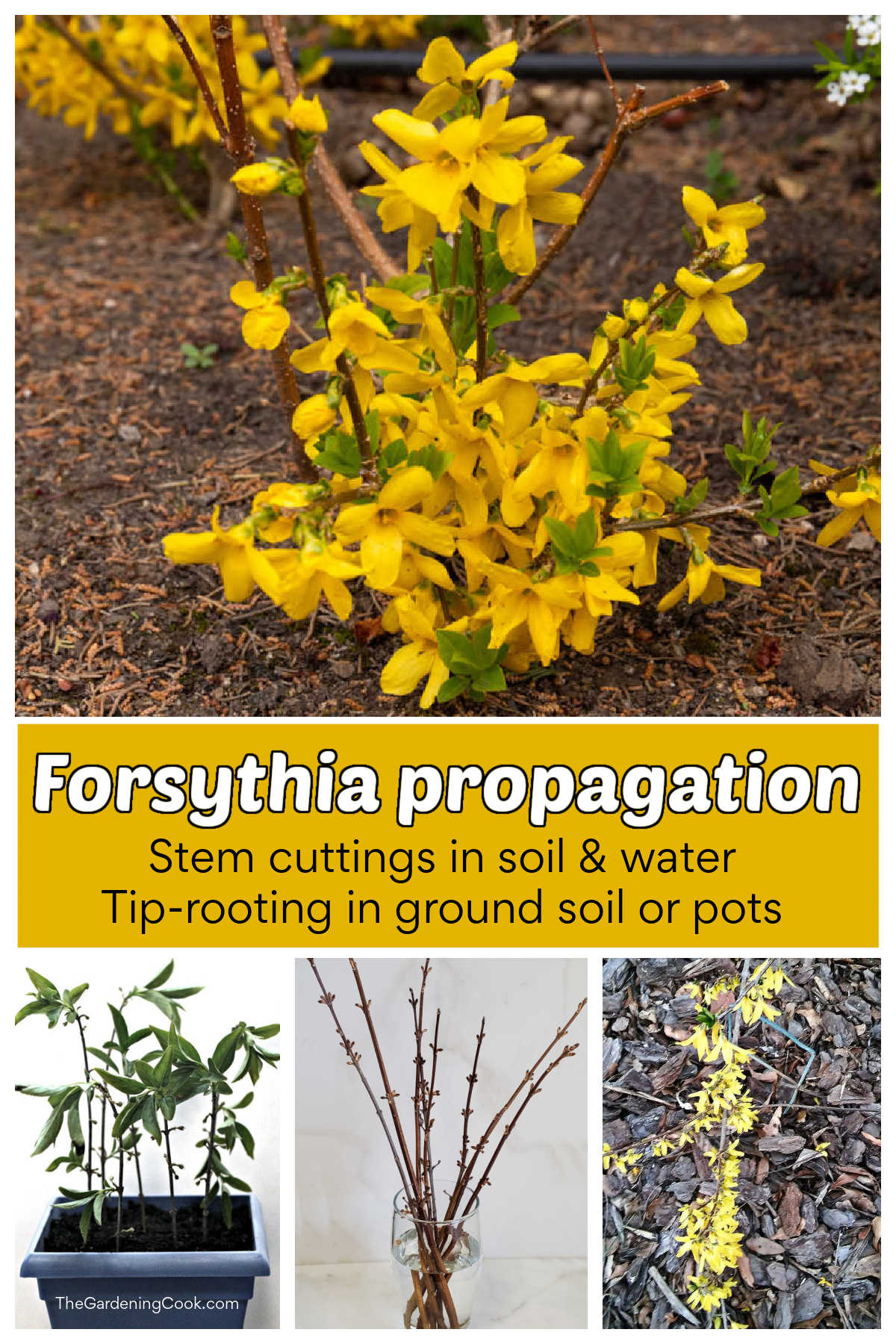 Uma planta de forsítia em flor e estacas em água e solo, além da técnica de alporquia de ponta. O texto amarelo diz propagação de forsítia.