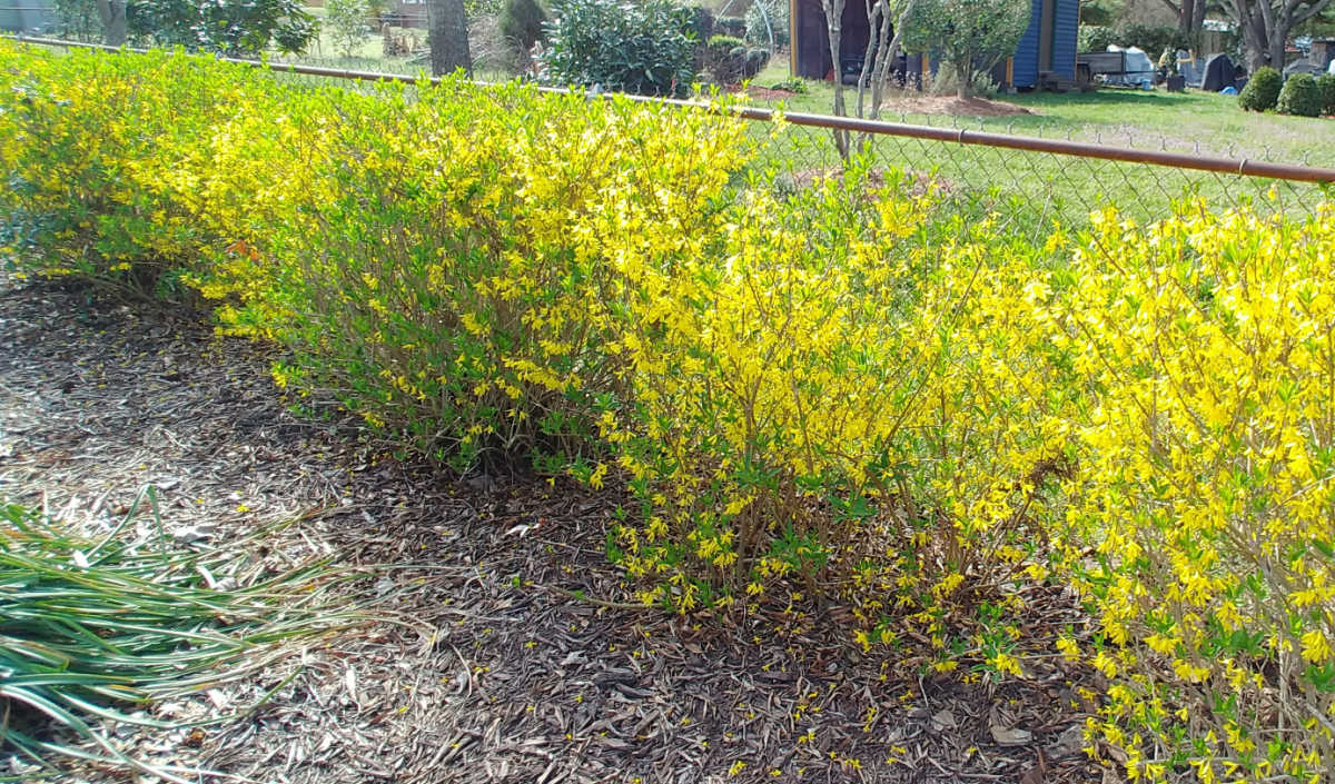 Uma cerca viva de forsythia em plena floração usada para cobrir uma cerca de tela.