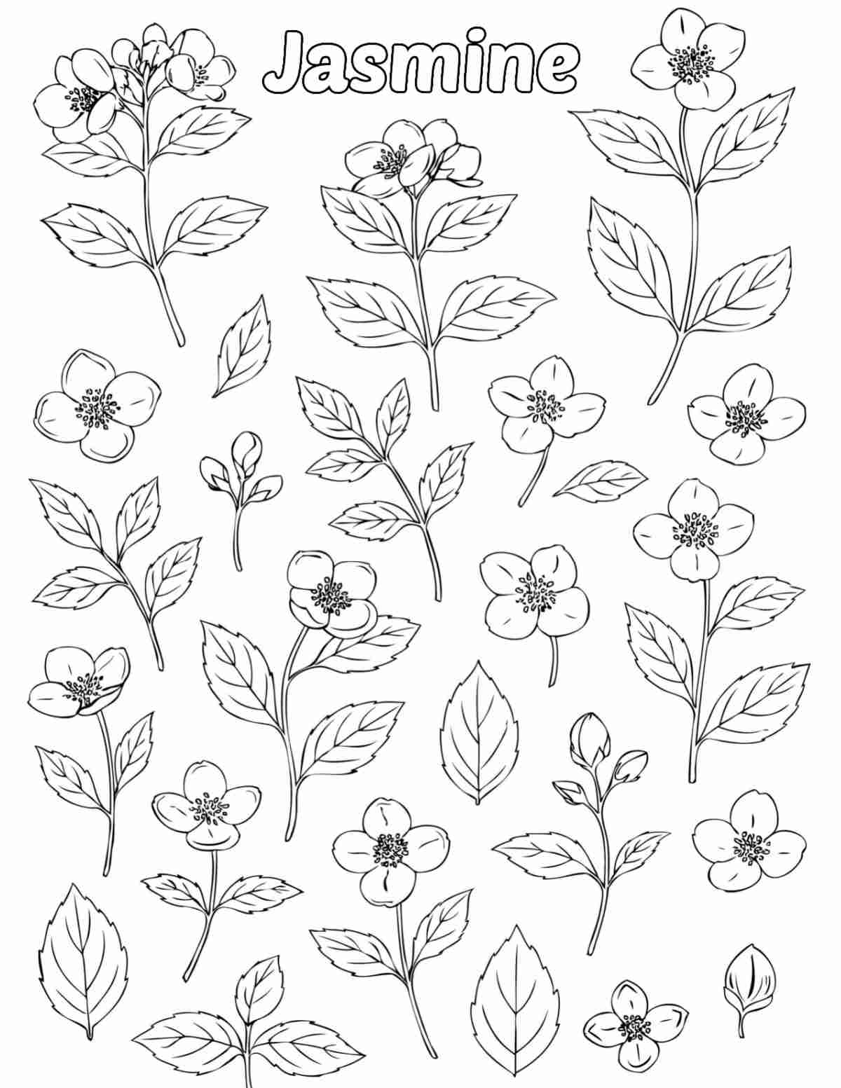 Uma página para colorir de jasmim grátis para imprimir com a palavra jasmine no topo da folha para colorir, e flores de jasmim isoladas e folhas de jasmim na imagem.