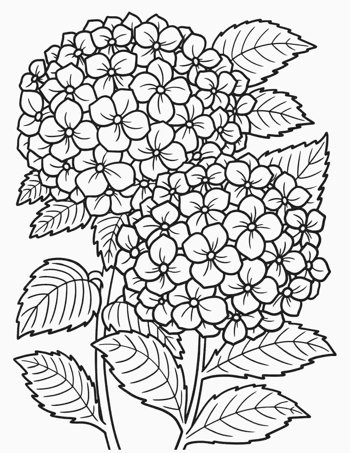 Uma página para colorir de hortênsias para imprimir com dois grandes caules de hortênsia mophead com folhas no centro da folha para colorir.