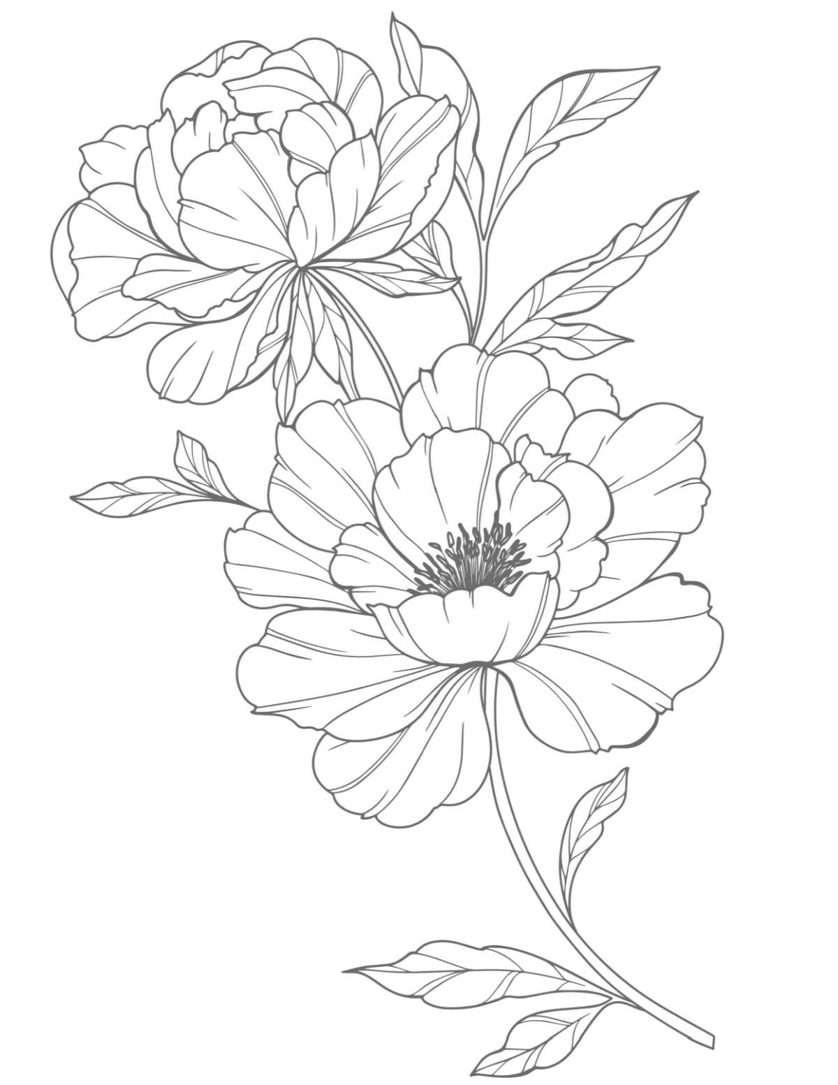 Uma página para colorir de peônias grátis para imprimir com duas grandes flores de peônia no centro da folha para colorir.