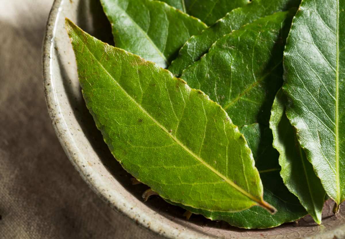 Folhas de louro frescas em uma tigela de madeira.