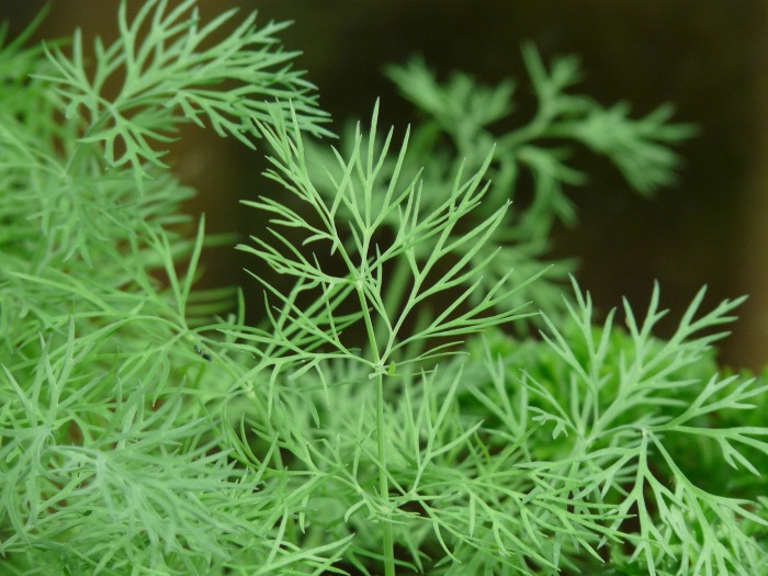 O endro fresco é aromático e fácil de cultivar. É usado em muitas receitas para temperar.