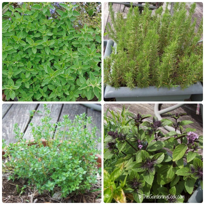 Um jardim de ervas de cozinheiro. Descubra como cultivar ervas frescas como manjericão, orégano, alecrim e tomilho.