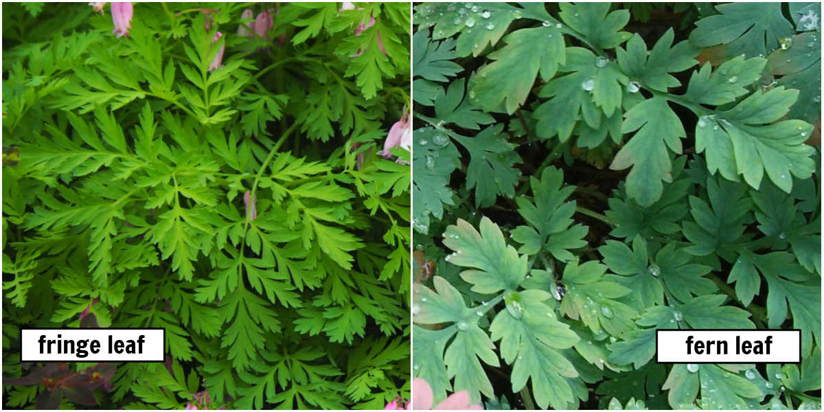 Uma montagem com fotos de plantas coração-sangrento de folha recortada e de folha de samambaia, identificadas com caixas brancas.