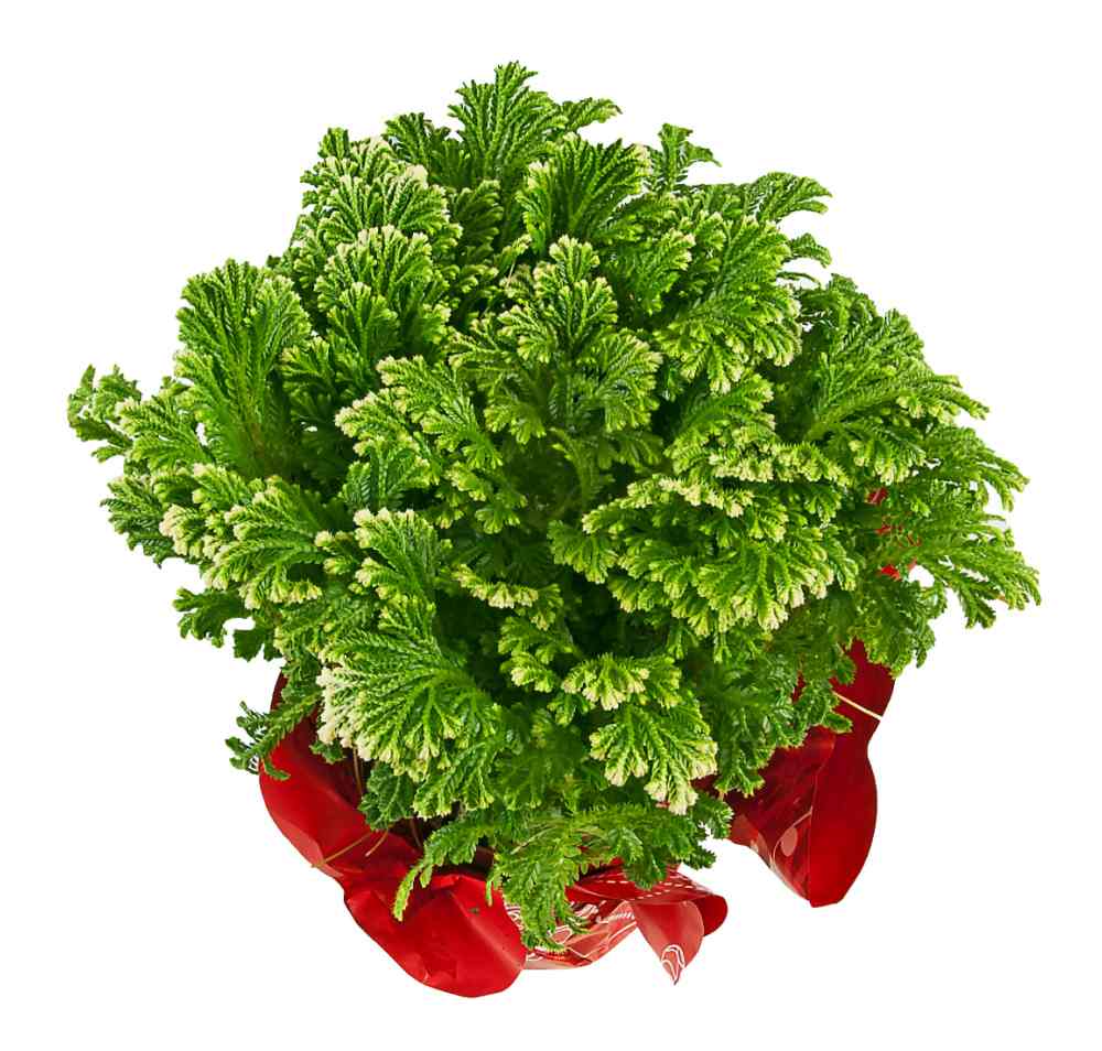 Planta de samambaia gelada em um vaso embrulhado.