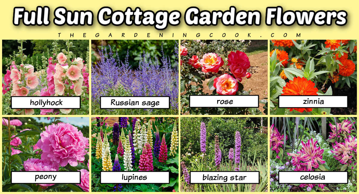 Plantas para jardim cottage de sol pleno com imagens e nomes abaixo delas.