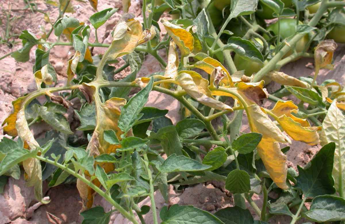 Amarelecimento das folhas do tomateiro causado pela doença murcha de fusarium.