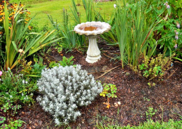 Um jardim com cobertura morta e várias plantas, incluindo rudbéquias e íris, com um bebedouro de pássaros de concreto sujo no centro, que precisa ser limpo.