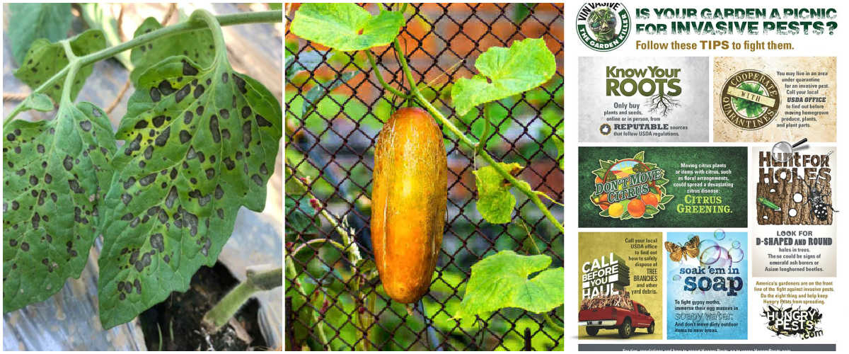 Uma montagem mostrando imagens de problemas de jardim: mancha negra em tomates, pepinos amarelos e pragas invasoras.