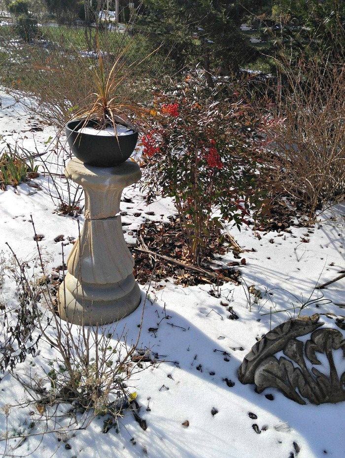Arbustos de Nandina perto de um vaso em Raleigh, NC.