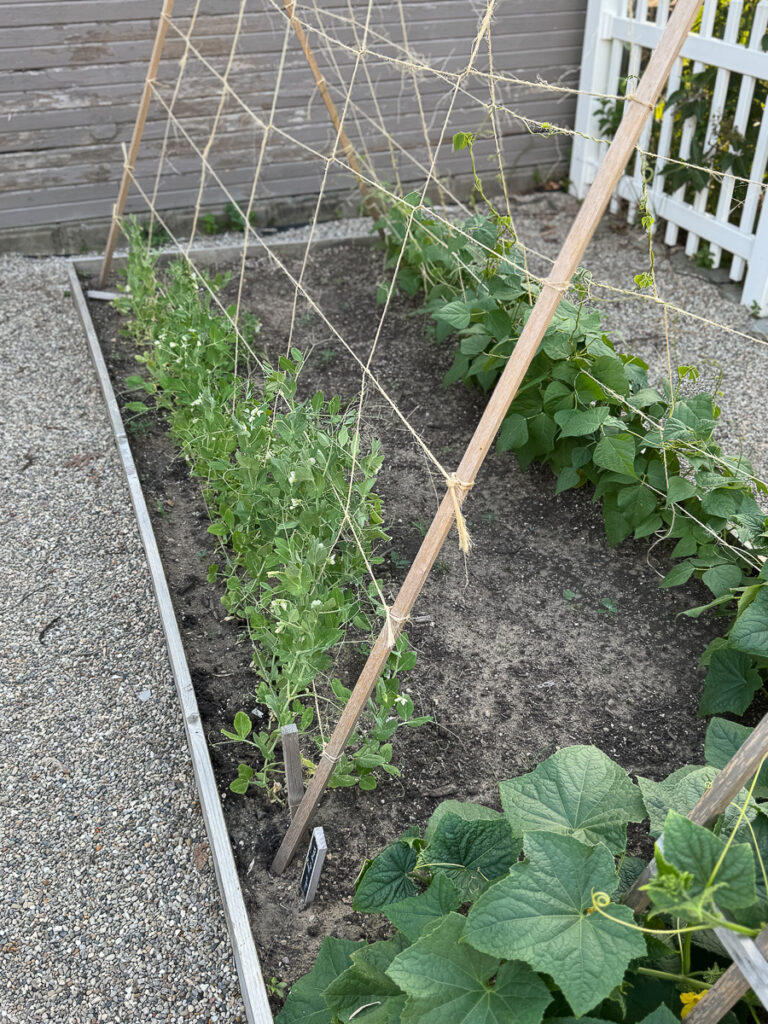 Horta
