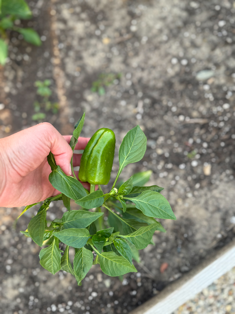 Pimentas frescas na horta