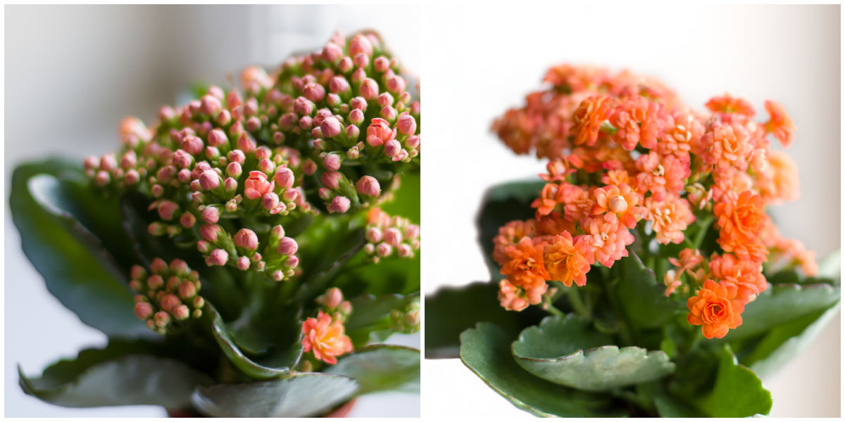 Uma colagem com fotos de uma planta de kalanchoe com botões e a mesma planta em flor.