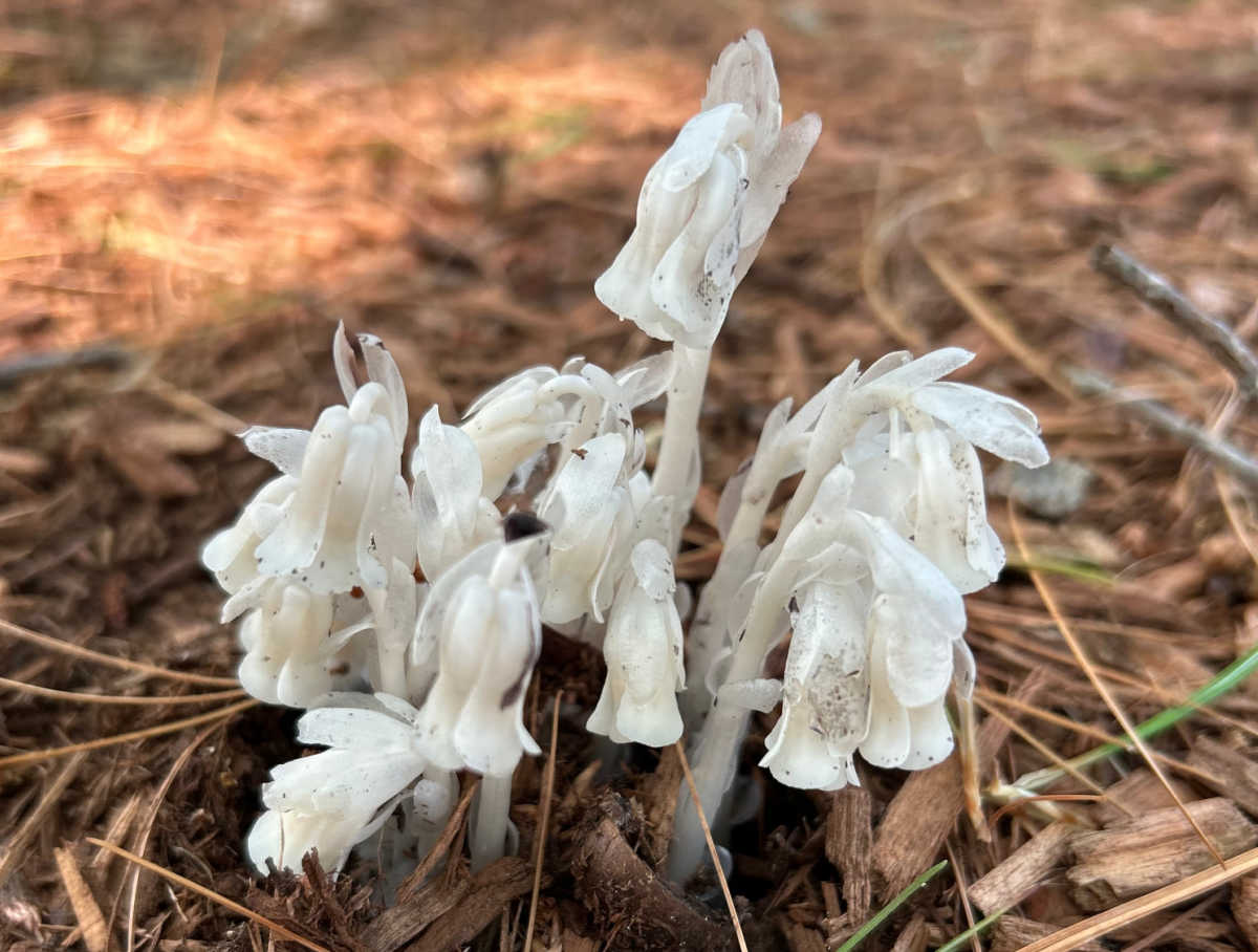 Um pequeno grupo de plantas fantasma brancas crescendo através da palha.