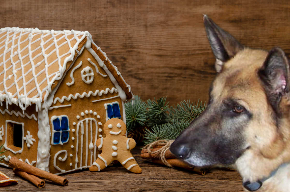 Cachorro pastor alemão olhando para uma casa de gengibre decorada.
