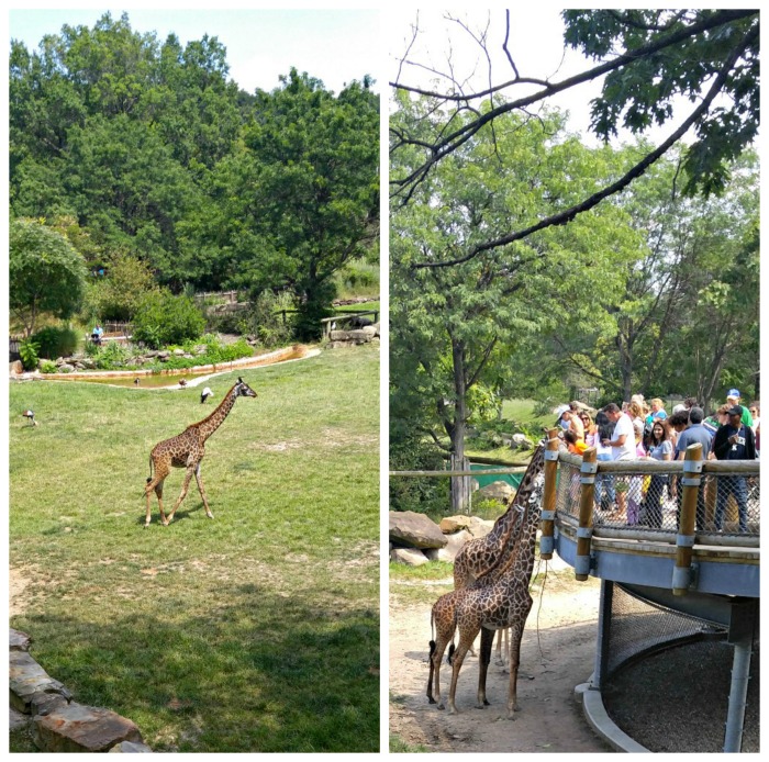 Exibição de girafas no Zoológico de Cleveland