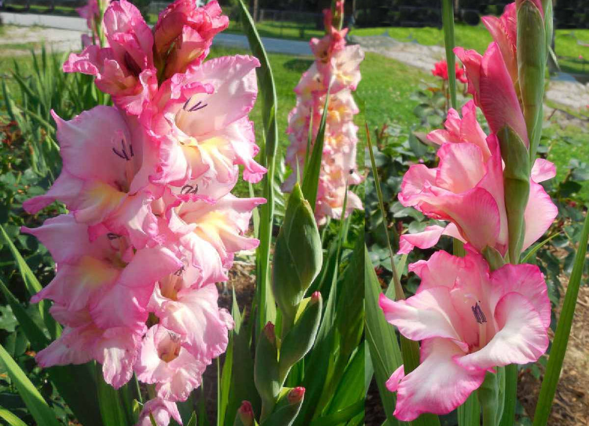 Bulbos de gladíolo rosa florescendo em um jardim frontal.