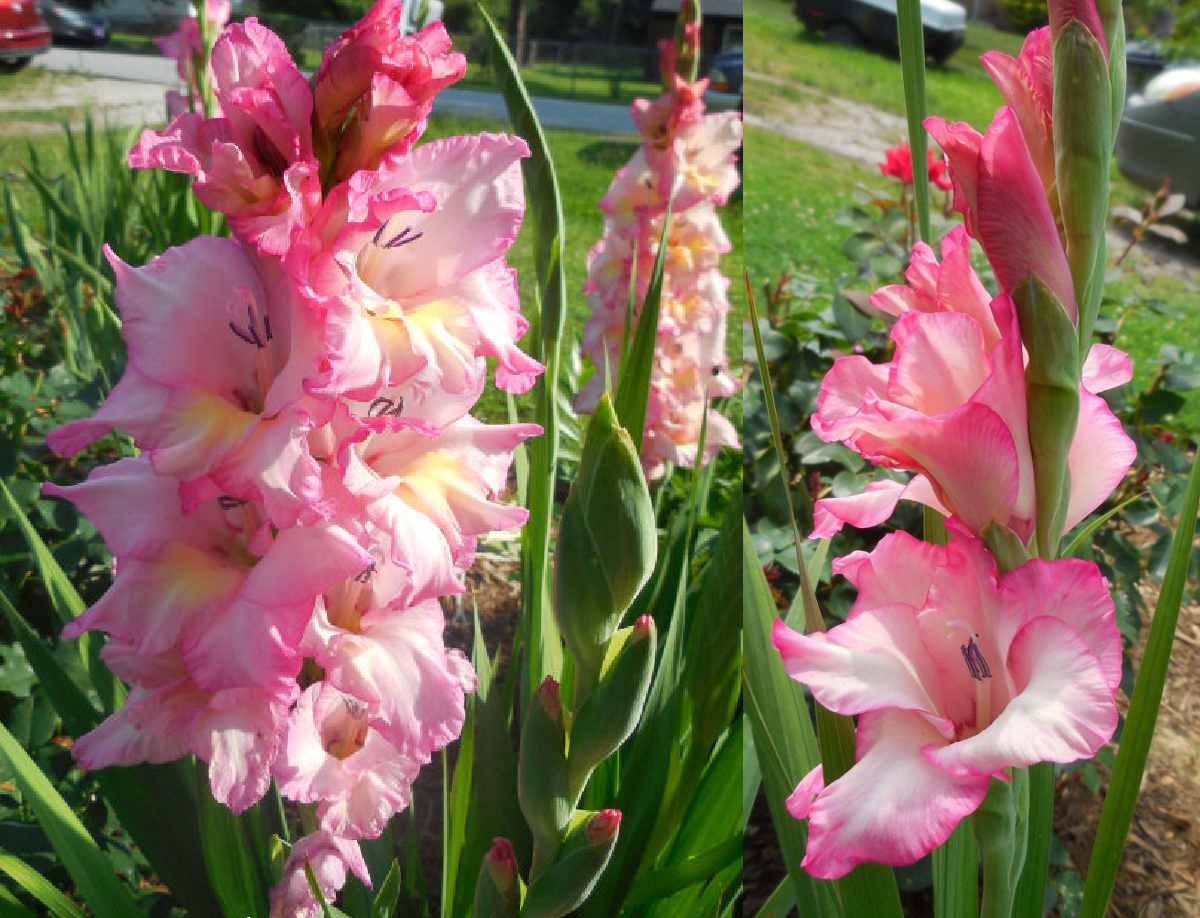 Uma foto de vários talos de flores de gladiolus rosa plantados em um canteiro de jardim, com essas flores rosa comuns ocupando a maior parte da imagem.