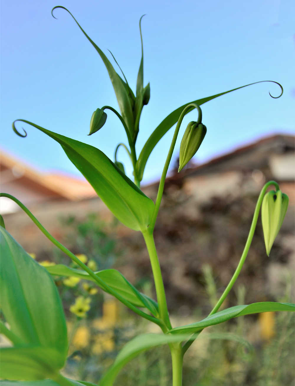 Folhas do lírio gloriosa Folhas e botões florais do lírio-da-chama.