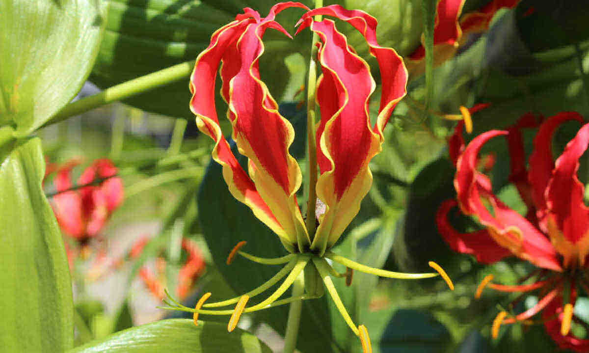 Flor vermelha e amarela do lírio-da-chama.