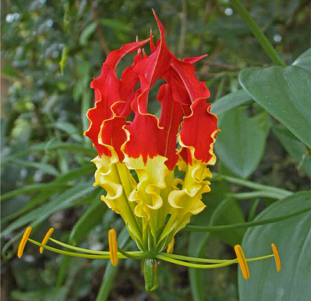 Flor de lírio gloriosa Close-up de uma flor de lírio gloriosa.