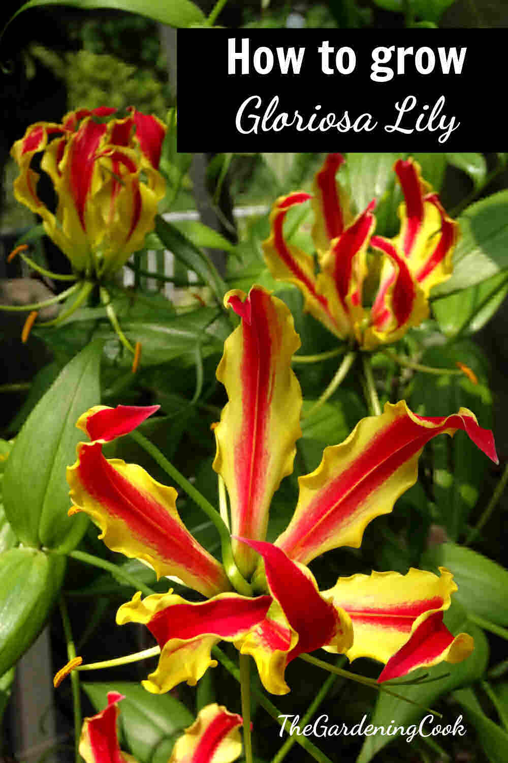 Como cultivar lírio gloriosa Três flores vermelhas e amarelas em forma de garra com as palavras Como cultivar lírio gloriosa.