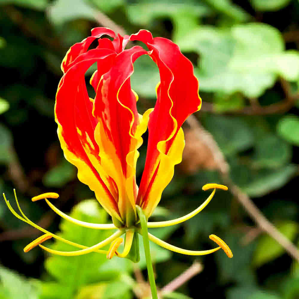 Lírio gloriosa com pétalas vermelhas e amarelas.