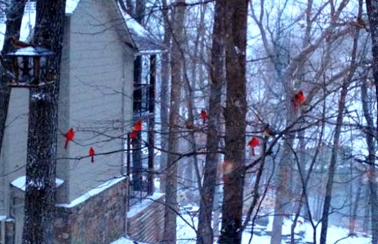 Cardeais nas árvores no inverno em Grand Lake, Oklahoma.