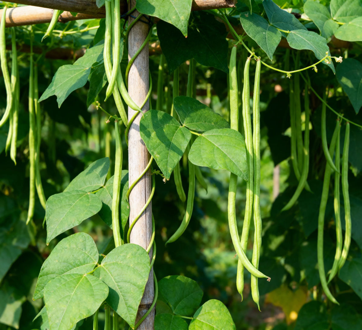 Plantas de feijão verde e feijões.