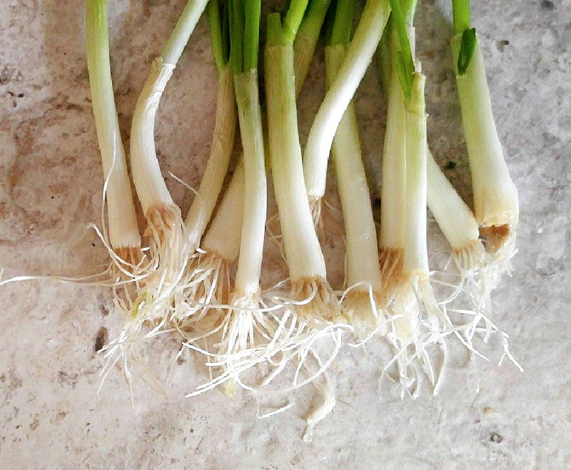 Novas raízes se formando nas cebolas verdes crescendo na água.
