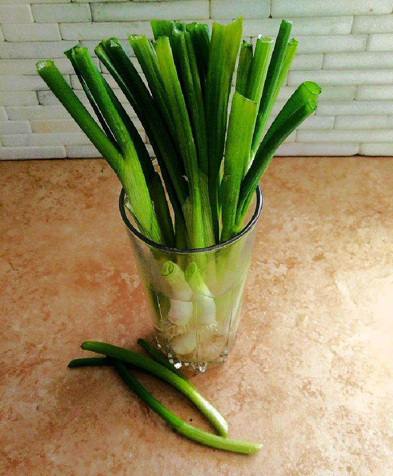 Cebolas verdes (cebolinhas) replantando em um copo de água.