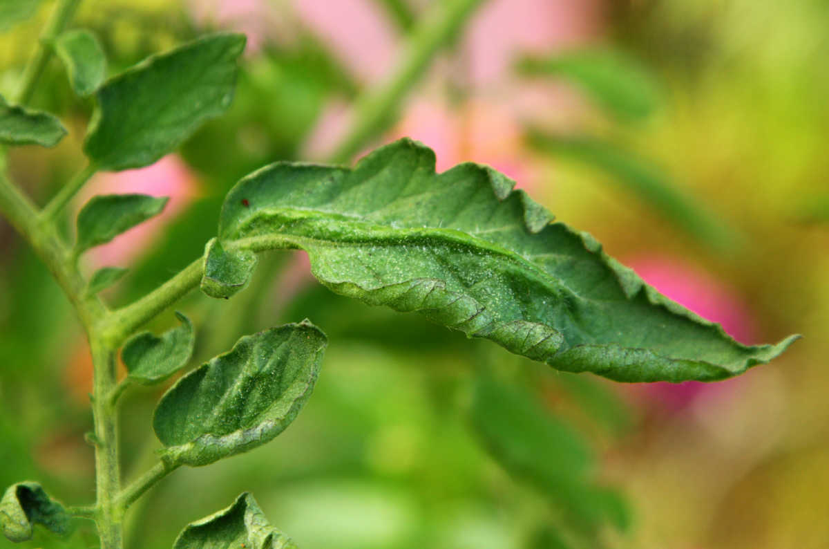 Folhas verdes da planta de tomate enrolando para cima devido ao calor.