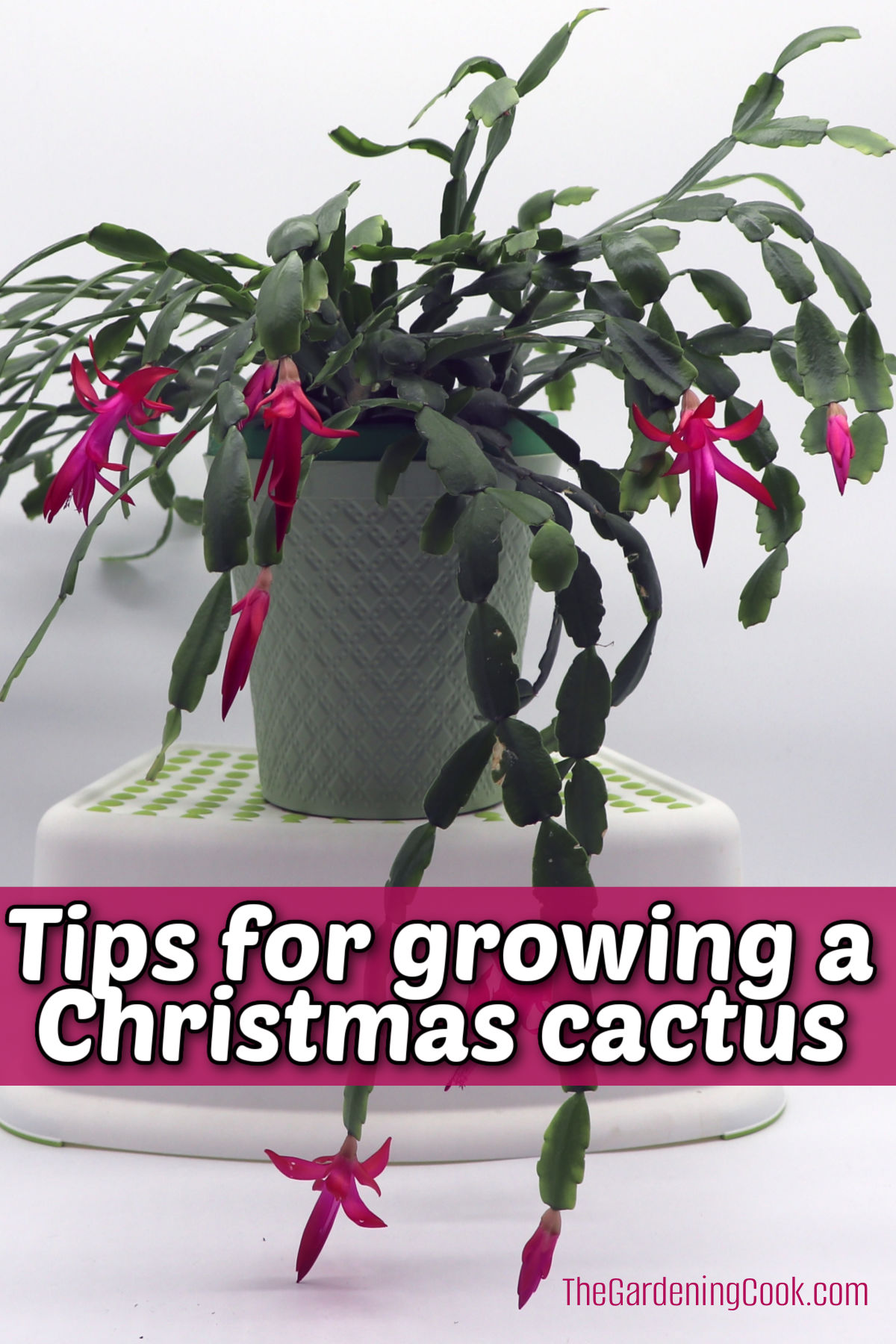 Como cultivar um cacto-de-Natal em ambientes internos Uma planta de Schlumbergera x buckleyi com flores rosas em um vaso branco sobre um suporte de plantas. A caixa de texto rosa diz Dicas para cultivar um cacto-de-Natal.