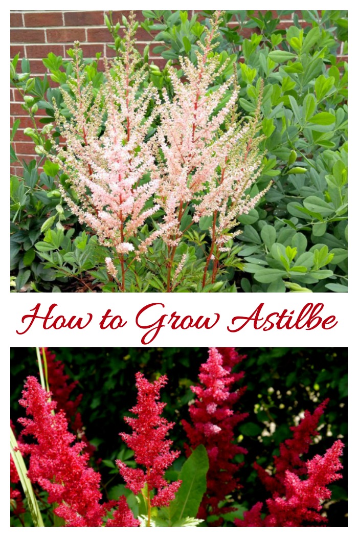 Um mosaico com imagens de flores bege e vermelhas de astilbe. A caixa de texto diz: Como cultivar astilbe.