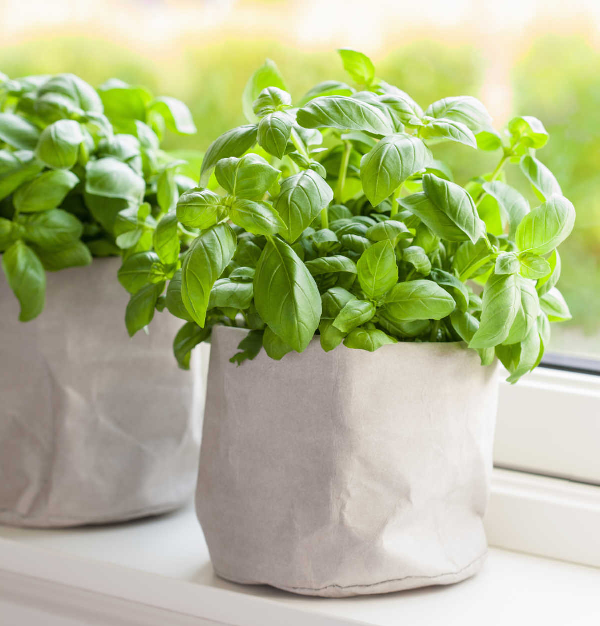Basil likes the sun A pot of basil growing on a sunny windowsill.