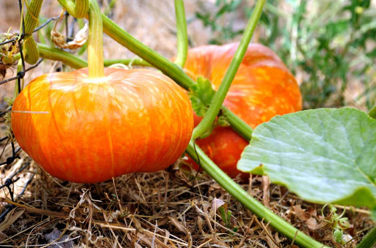 Growing Cinderella pumpkins. Cinderella pumpkin growing in a garden sitting on straw.
