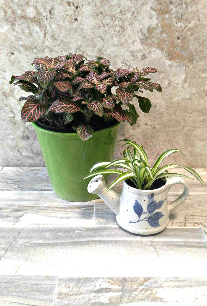 Cultivando Fittonia albivenis