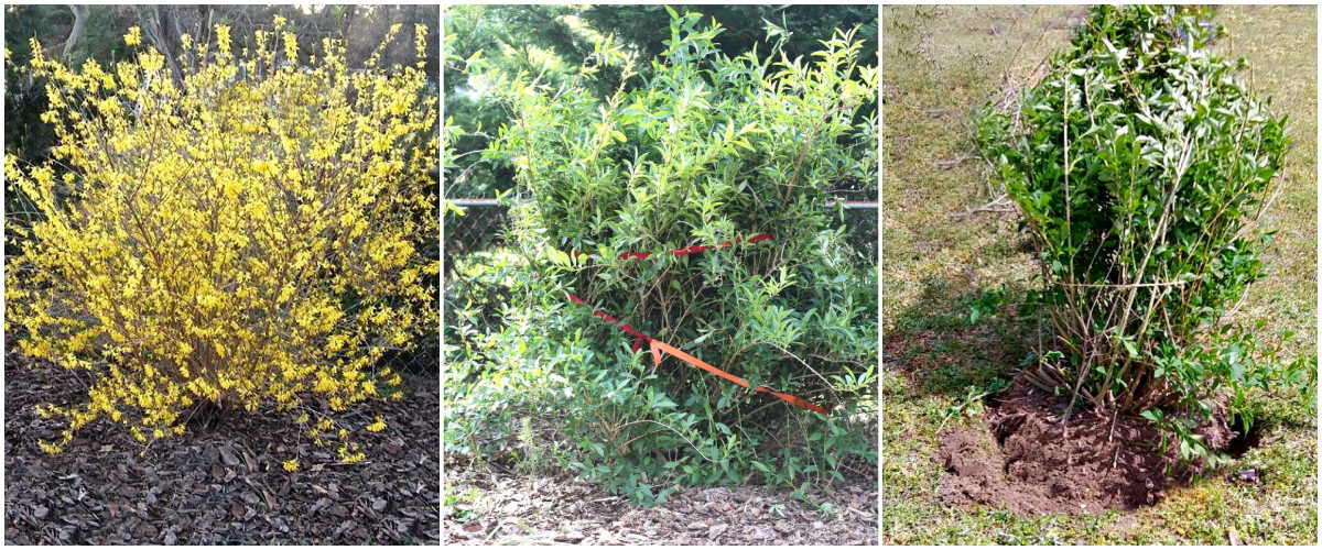 Imagens mostrando um arbusto de forsítia em flor, como podar um arbusto de forsítia que cresceu demais e como transplantar arbustos de forsítia.
