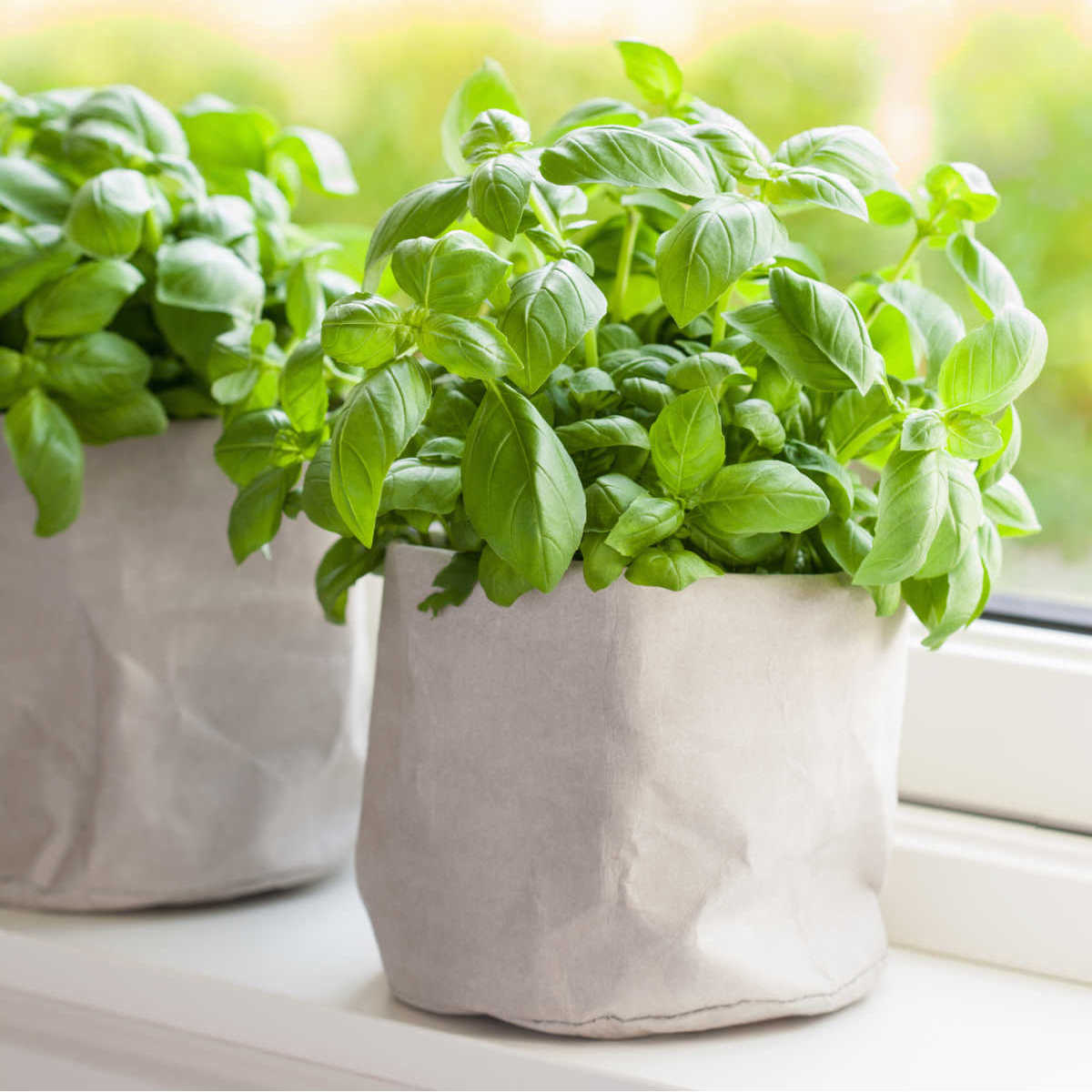 Cultivar ervas em casa