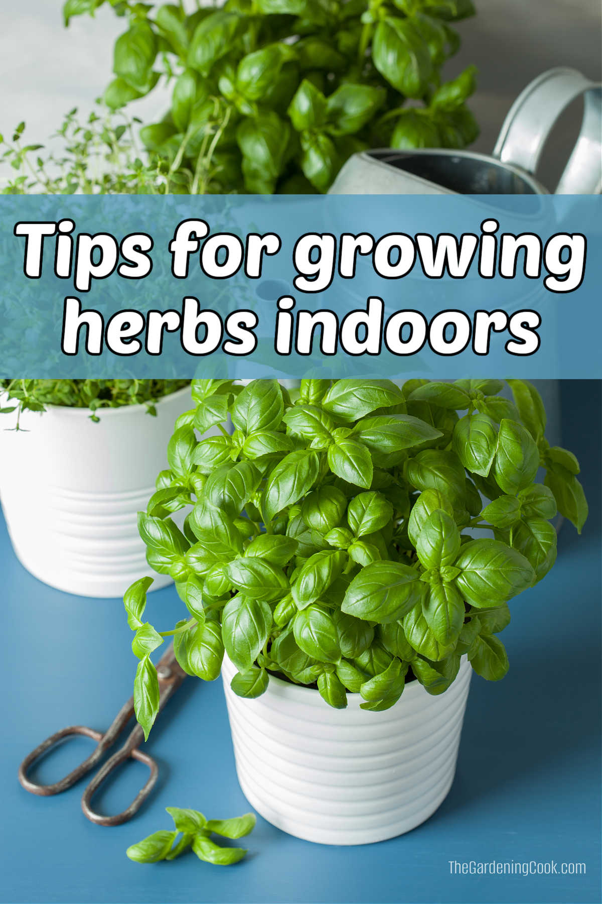 How to Grow Herbs Indoors Herbs in pots on a blue table near some scissors. Blue text box reads Tips for growing herbs indoors.