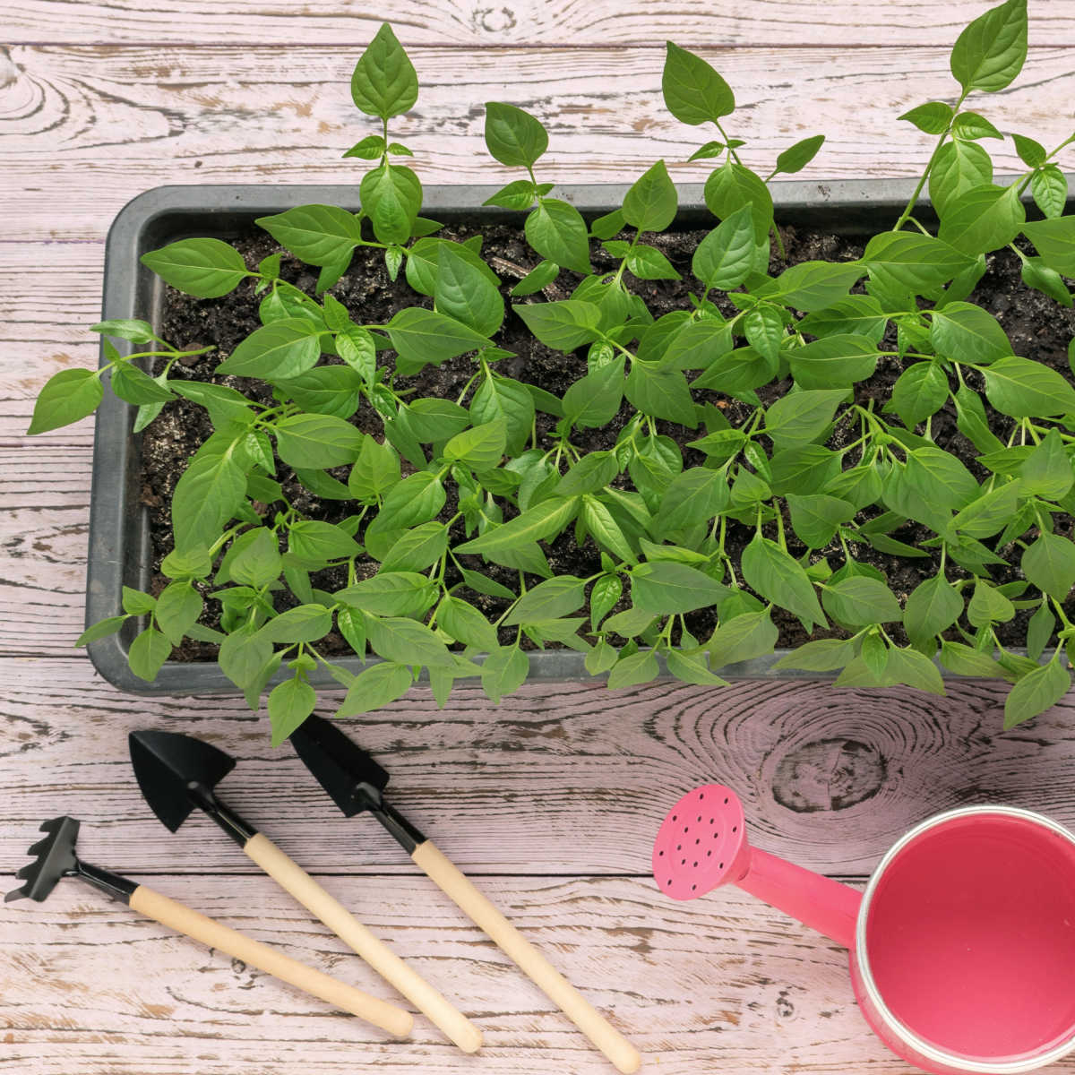 Cultivo de plantas a partir de sementes em uma bandeja de plástico com um pequeno regador e ferramentas de jardim.