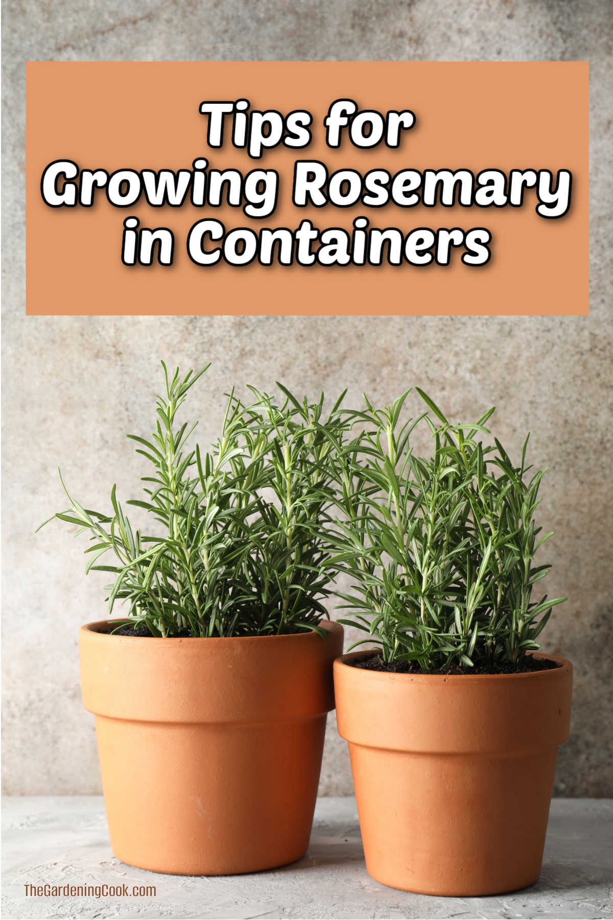 Duas plantas de alecrim crescendo em vasos com texto dizendo dicas para cultivar alecrim em recipientes.