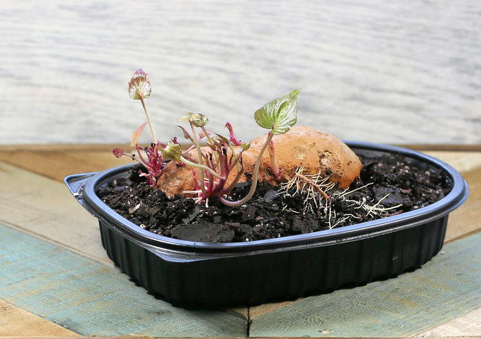 Uma batata-doce já brotada em uma bandeja plástica preta com terra, com várias brotações prontas para retirar e plantar.