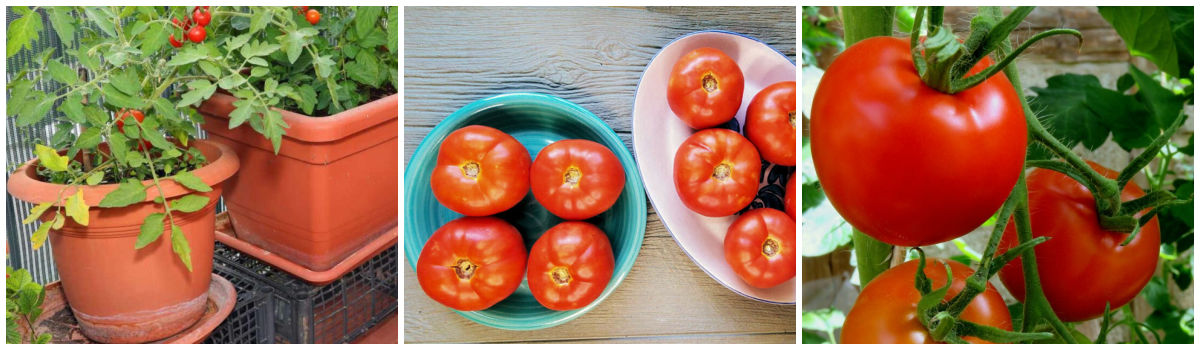Uma colagem com fotos de tomates crescendo em vasos, tomates amadurecendo e tomates doces em uma videira.