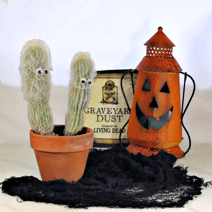Jack o'Lantern, placa e duas plantas de cacto velho homem em um vaso de terracota com teia de aranha preta.