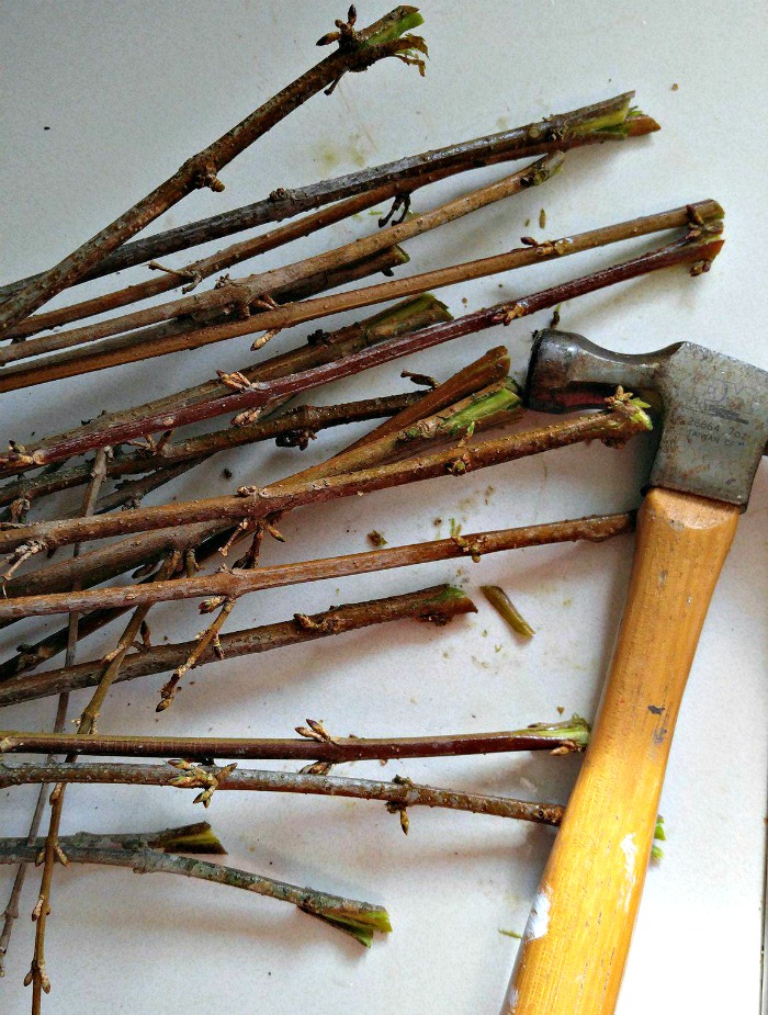 Use um martelo para abrir as extremidades dos ramos de forsítia para permitir que mais água entre nas extremidades do ramo.