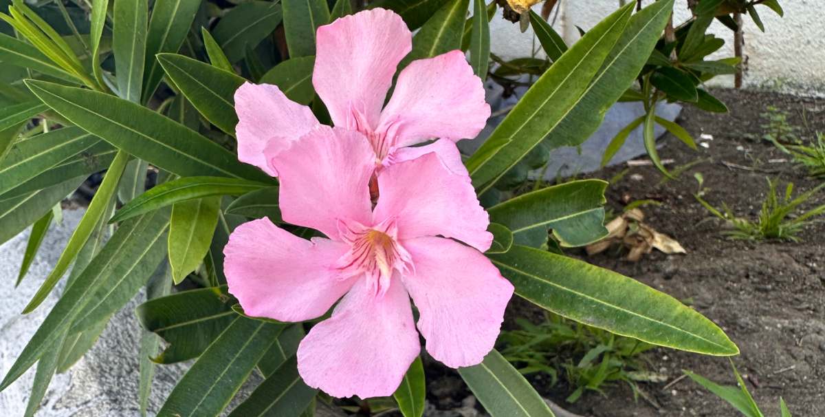 Uma foto em close de duas flores rosas venenosas de uma planta oleandro rosa resistente (nerium oleander 'hardy pink') e suas folhagens.