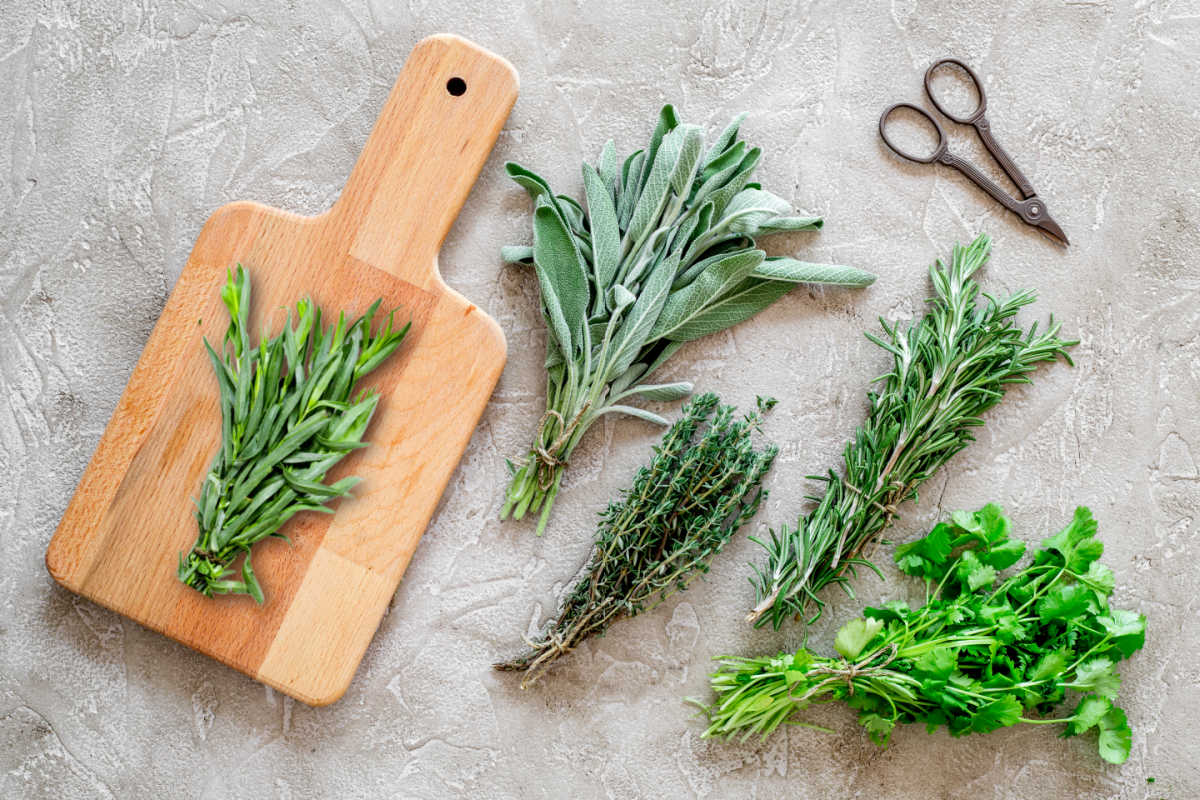 Colha as ervas Ervas frescas, amarradas em maços, com uma tábua de corte e algumas tesouras.