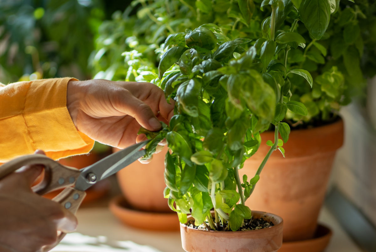 Harvest herbs regularly. A woman with scissors harvesting herbs indoors.